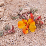 Desert flower, Bolivia