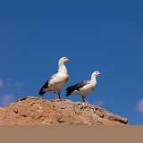 Andean Goose pair