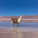 Llama walking in mud at the edge of Laguna Colorada, Bolivia