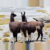 Llamas by a glacial stream, Bolivia