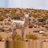 Llama baby, Bolivia