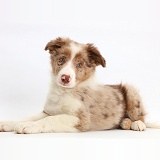 Red merle Border Collie puppy