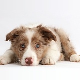 Red merle Border Collie puppy lying with chin on the floor