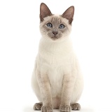 Blue-point Birman-cross cat sitting
