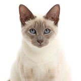 Blue-point Birman-cross cat