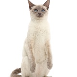 Blue-point Birman-cross cat standing up