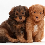 Two F1b Toy Goldendoodle puppies