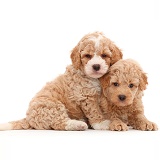 Two F1b Toy Goldendoodle puppies