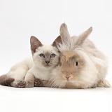 Blue-point kitten with fluffy bunny