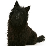 Black Scottie dog