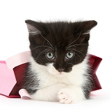 Black-and-white kitten in a pink gift bag