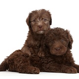 Chocolate Labradoodle puppies