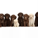Nine Labradoodle puppies