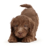 Chocolate Labradoodle puppy in play-bow stance