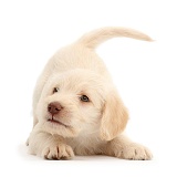 Golden Labradoodle puppy in play-bow stance