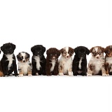 Thirteen Mini American Shepherd puppies in a row