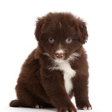 Chocolate Mini American Shepherd puppy