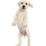 Yellow Labrador Retriever puppy, jumping up