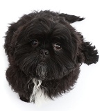 Black Shih-tzu sitting and looking up