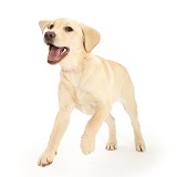 Yellow Labrador pup, 5 months old, leaping forward