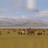 Boy on horseback with sheep by Song Kul Lake, Kyrgyzstan