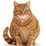 Fat Ginger cat