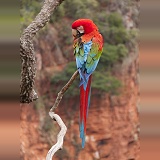 Green-winged Macaw preening