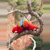 Green-winged Macaws mating