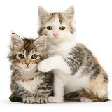 Calico and tabby Maine Coon kittens
