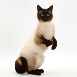 Chocolate point cat standing up