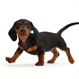 Black-and-tan Dachshund puppy walking