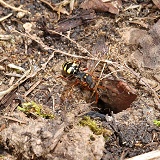 Cuckoo Bee (Nomada) entering burrow of Mining Bee (Andrena)