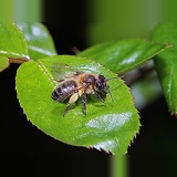 Large Gorse Mining Bee on rose leaf