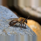 Large Gorse Mining Bee