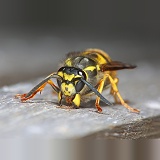 Queen German Wasp scraping wood pulp with her jaws
