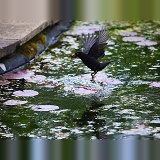 Blackbird fishing for newts in a pond