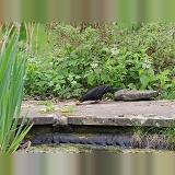 Blackbird killing a newt it has caught in a pond