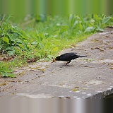 Blackbird killing newt it has caught in a pond