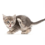 Grey tabby kitten scratching