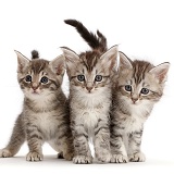 Three silver tabby kittens