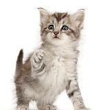 Silver tabby kitten with raised paw