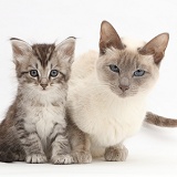 Silver tabby kitten with his Birman-cross mother