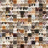 234 Random cats faces