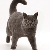 Blue British Shorthair cat walking