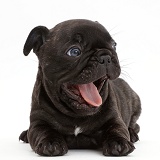 French Bulldog puppy, 5 weeks old, yawning