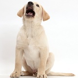 Cheerful Yellow Labrador Retriever puppy