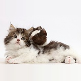 Fluffy tabby-and-white kitten with baby guinea-pig