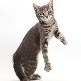 Grey tabby kitten jumping up