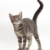 Grey tabby kitten standing
