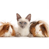 Blue-point Birman-cross kitten with shaggy Guinea pigs